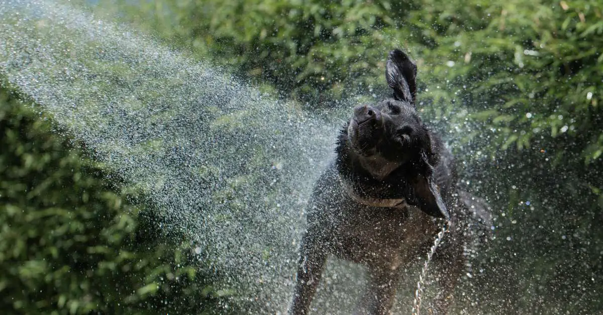 flea bath for dogs