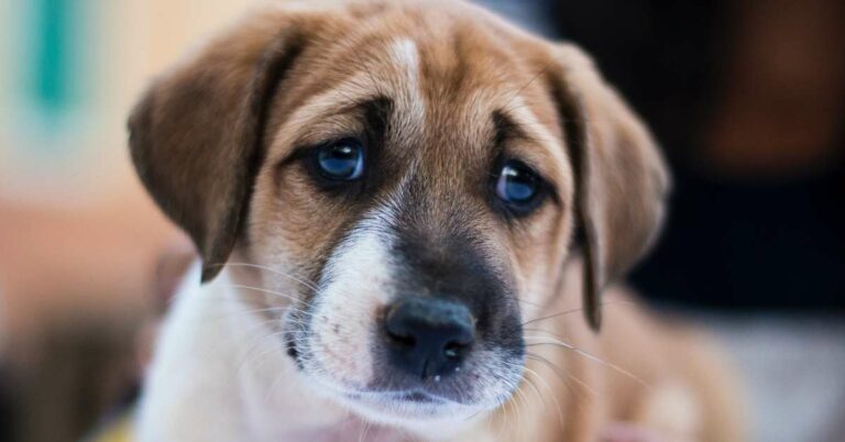 pain meds for dogs