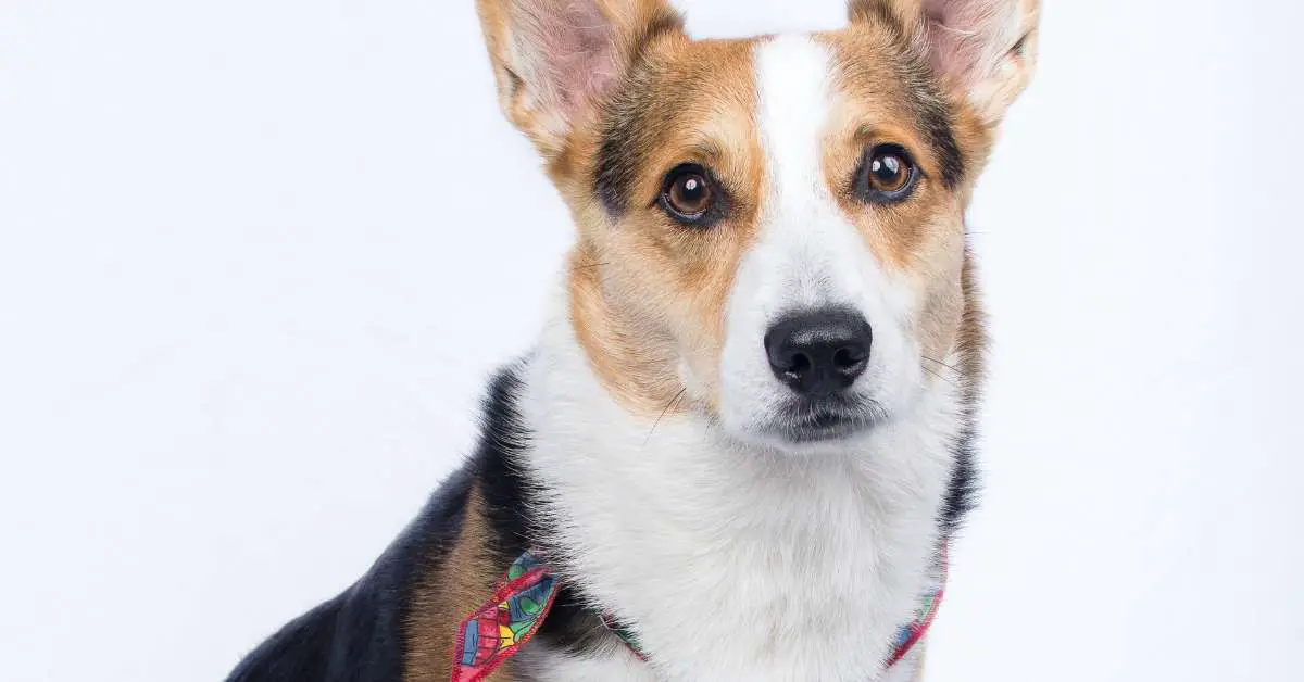 signs of uti in dogs Spotting the Telltale Signs of UTI in Dogs: A Must-Read Guide!