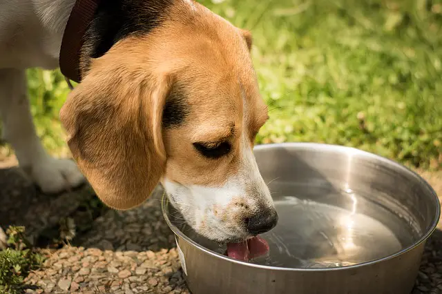 314 700x500 0 How To Get A Sick Dog To Drink Water: 10 Simple Tips & Tricks