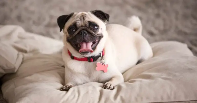 Are Pugs Hypoallergenic: The Ultimate Guide for Pet Lovers