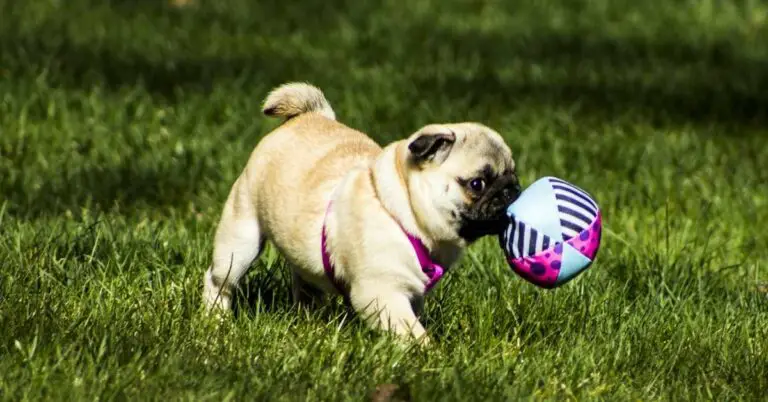 The Pug Life Span: Unveiling the Secrets to Your Pug’s Longevity