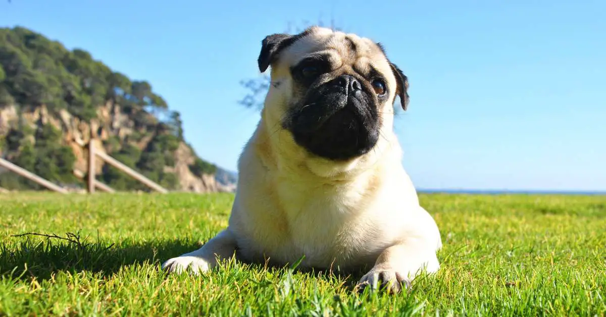 What Were Pugs Bred For