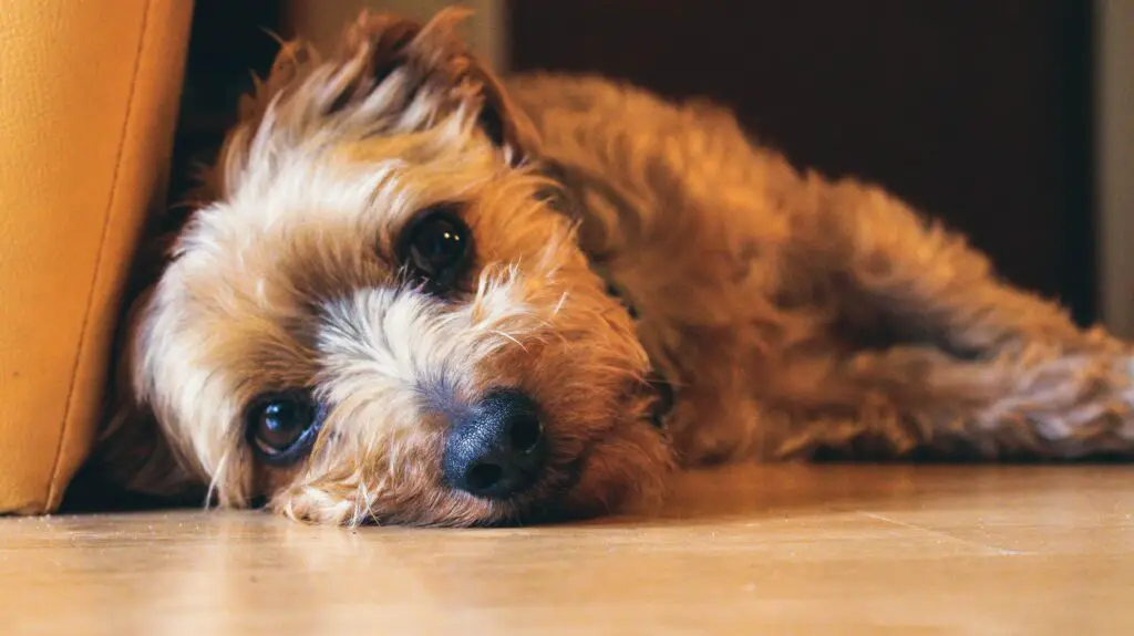 My yorkie best sale is throwing up