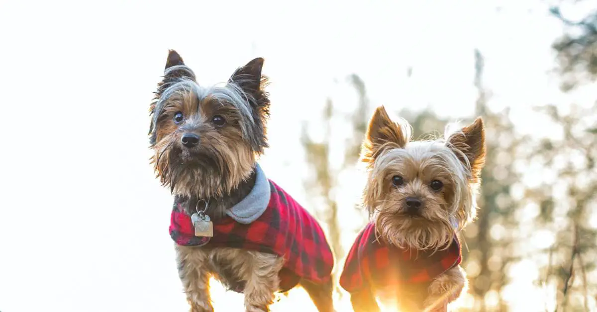 are yorkies hypoallergenic