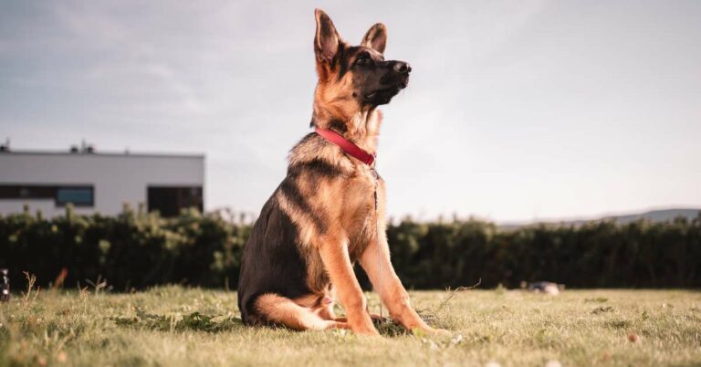 The 8 Best Flea and Tick Medicine for Dogs 2024