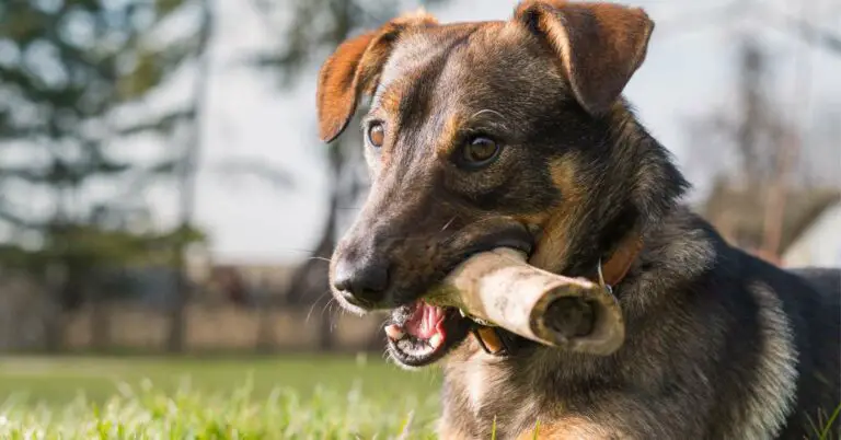 The Ultimate Guide to Nutrient-Rich Bone Broth for Dogs!