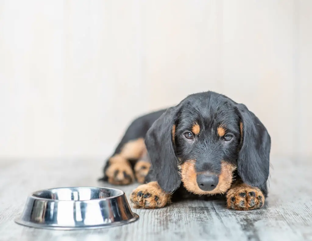 dachshund not drinking Ermolaev Alexander Shutterstock How To Get A Sick Dog To Drink Water: 10 Simple Tips & Tricks