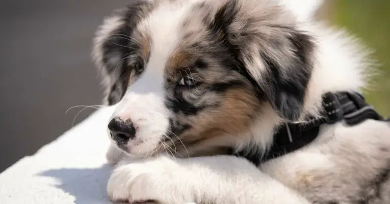 Do Australian Shepherds Shed? Must-Know Facts for Pet Owners