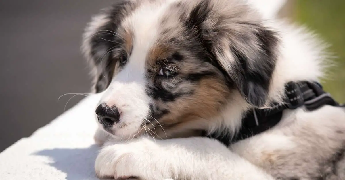 do australian shepherds shed