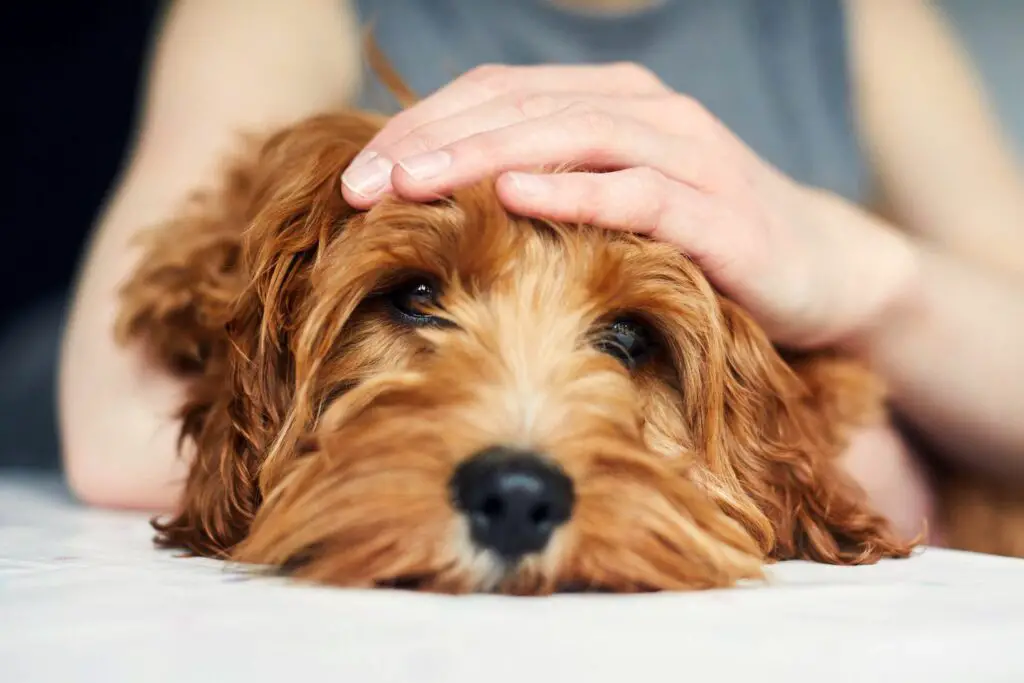 Cracking the Code: Your Ultimate Dog Vomit Color Guide for a Healthy, Happy Pup! 3 dog being petted 948658654 2000 1f6c143381a44e59bed53b8ff8676e28 Cracking the Code: Your Ultimate Dog Vomit Color Guide for a Healthy, Happy Pup!