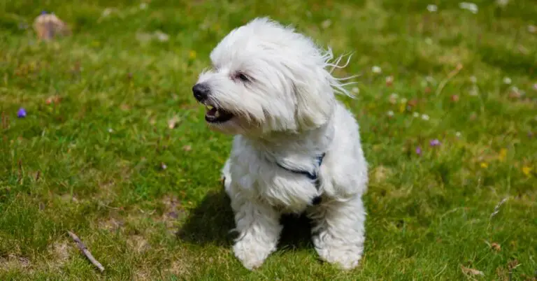 excessive licking and bad breath in dogs