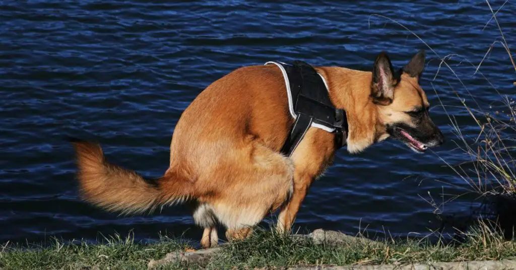 15 Shocking Facts About Why Dog Poop Mucus Causes And vrogue.co