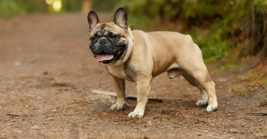 french bulldog service dog The 7 Best Dogs for Depression - Ideal Breeds for Service and Therapy