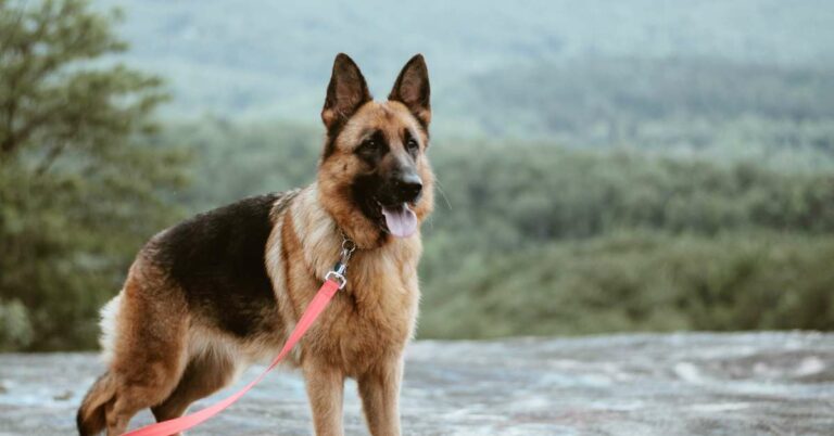 How Long Do German Shepherds Live? Expert Insights & Care Tips