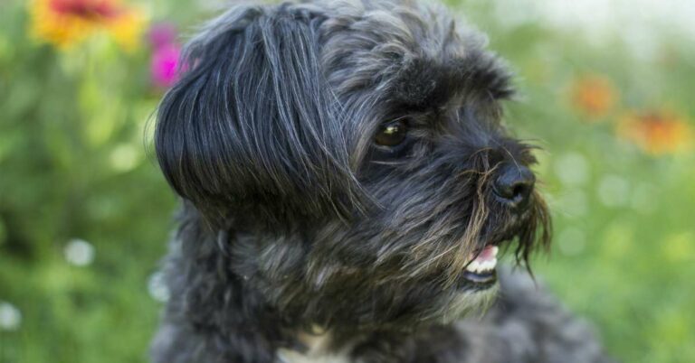 How Long Do Shih Tzus Live? Expert Insights and Tips for a Healthy, Happy Companion!
