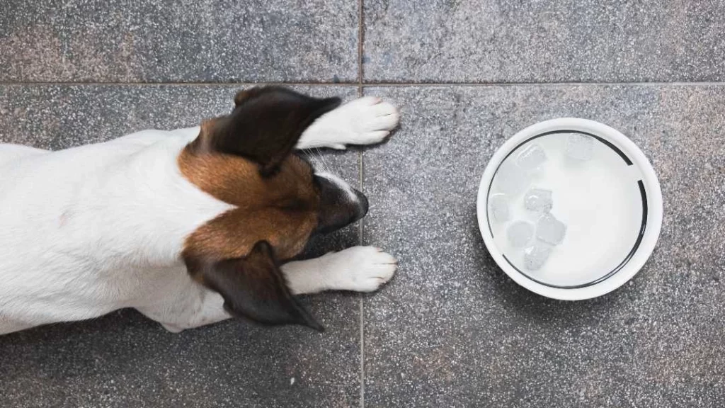 jack russell laying looking at bowl teaser How To Get A Sick Dog To Drink Water: 10 Simple Tips & Tricks