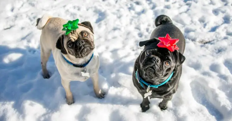 Pug Colors Decoded: A Guide to the Rainbow of Pug Coats