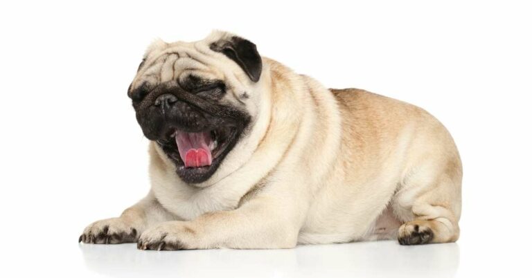 Pug Health Problems: A Comprehensive Guide to Keeping Your Pug Happy and Healthy