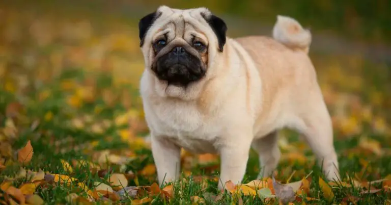 Unlocking the Pugs Temperament: Insights, Traits, and More