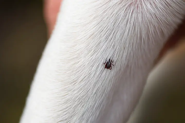 tick on dogs leg 02 22 7 Eye-Opening Reasons Why Does My Dog Bite His Leg