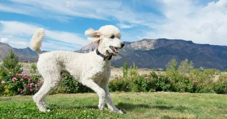 Types of Poodles: A Fascinating Journey into Poodle Diversity