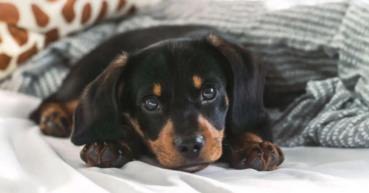 How to get dog clearance pee out of a blanket