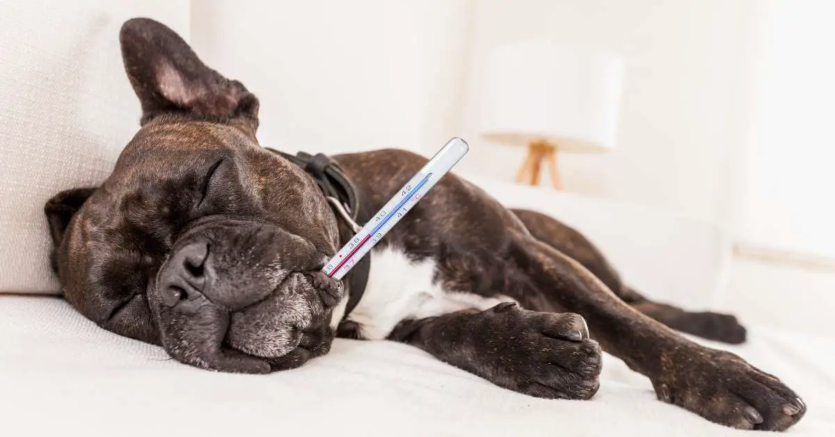 Bordetella Dog Vaccine