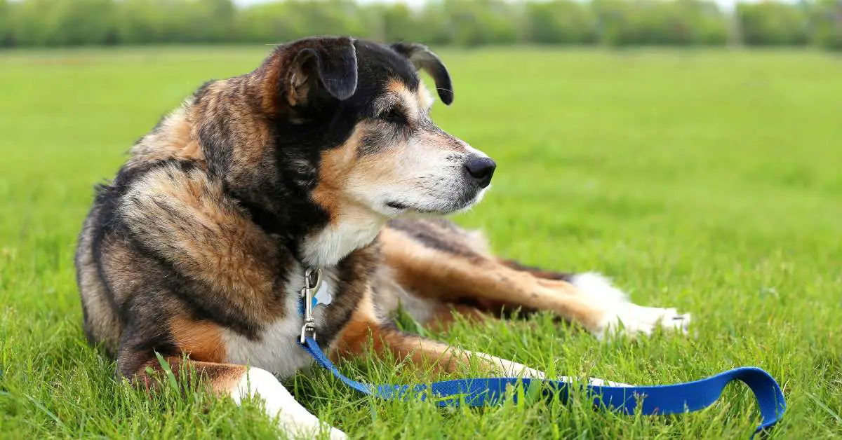 Border Collies: Facts, Temperament, Characteristics, Life Span