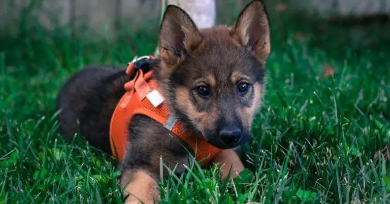 German Shepherd Puppy Feeding Chart