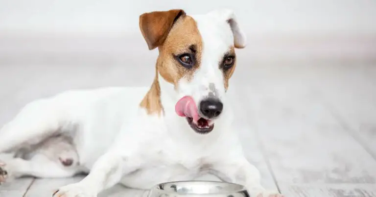 How Much Protein is in Dog Food? Exploring Canine Nutrition!
