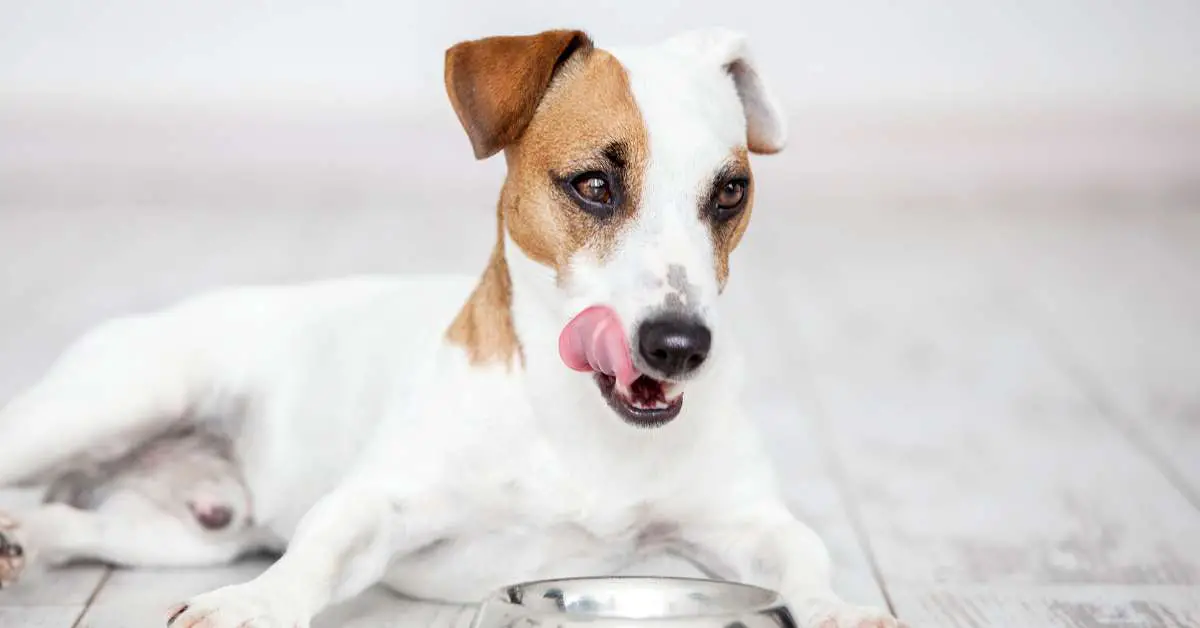 How Much Protein is in Dog Food