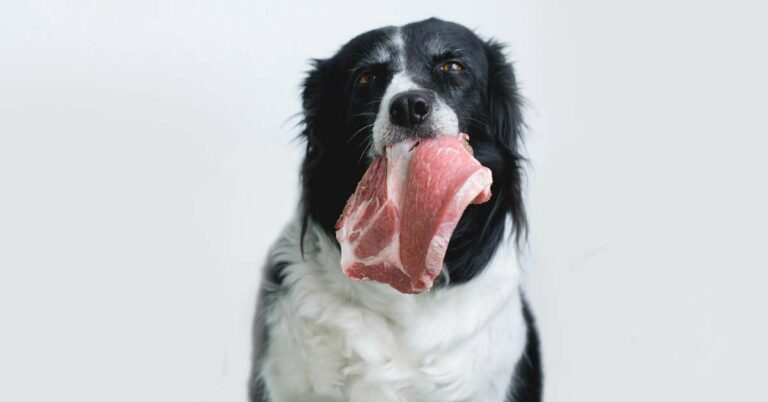 The Ultimate Guide to Weight Loss Dog Food: Perfect Formula 3 Weight Loss Dog Food