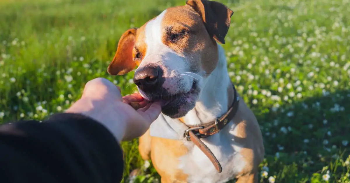 Home 32 What To Feed A Dog With Giardia