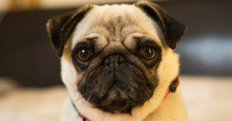 10 Best Dog Food for Pugs – 2023 Reviews & Top Choices