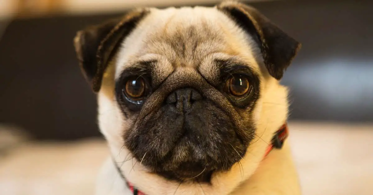 best dog food for pugs