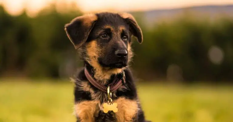 10 Best Food for German Shepherd Puppy  | Bulldogology