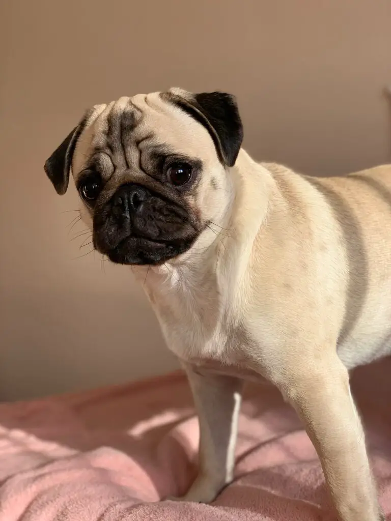 betti kozma P6tQtmFU cI unsplash How Much is a Pug Dog? Discover the Price of These Adorable Pets