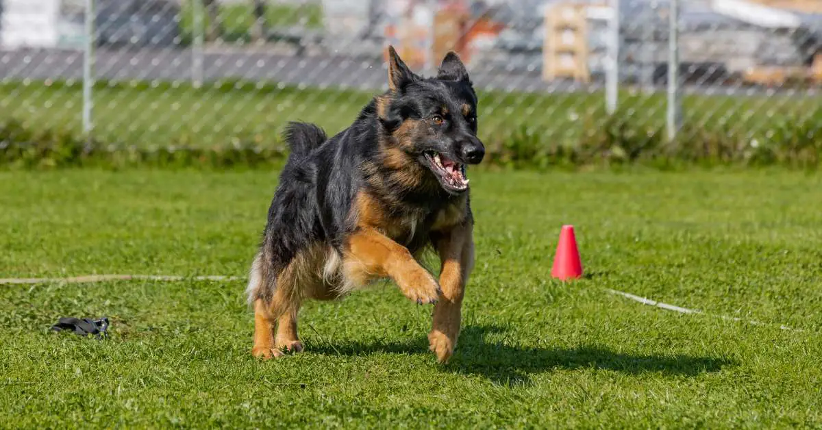 border collie german shepherd mix puppy