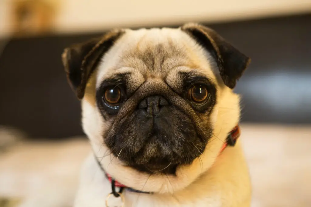 diana parkhouse 7u8m3tWqUKM unsplash How Much is a Pug Dog? Discover the Price of These Adorable Pets