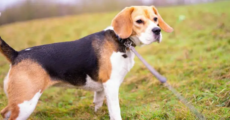 Dog Suddenly Limping Back Leg: Possible Reasons and Remedies