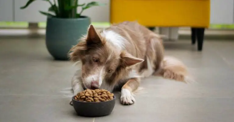 Dog Too Much Protein Symptoms – How Much is Too Much?