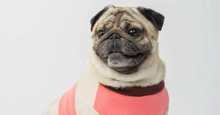 How Much is a Pug Dog? Discover the Price of These Adorable Pets