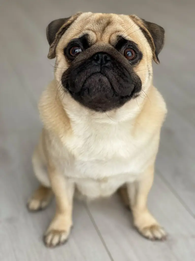 mykyta telenkov 2s2TPxBIxGc unsplash How Much is a Pug Dog? Discover the Price of These Adorable Pets