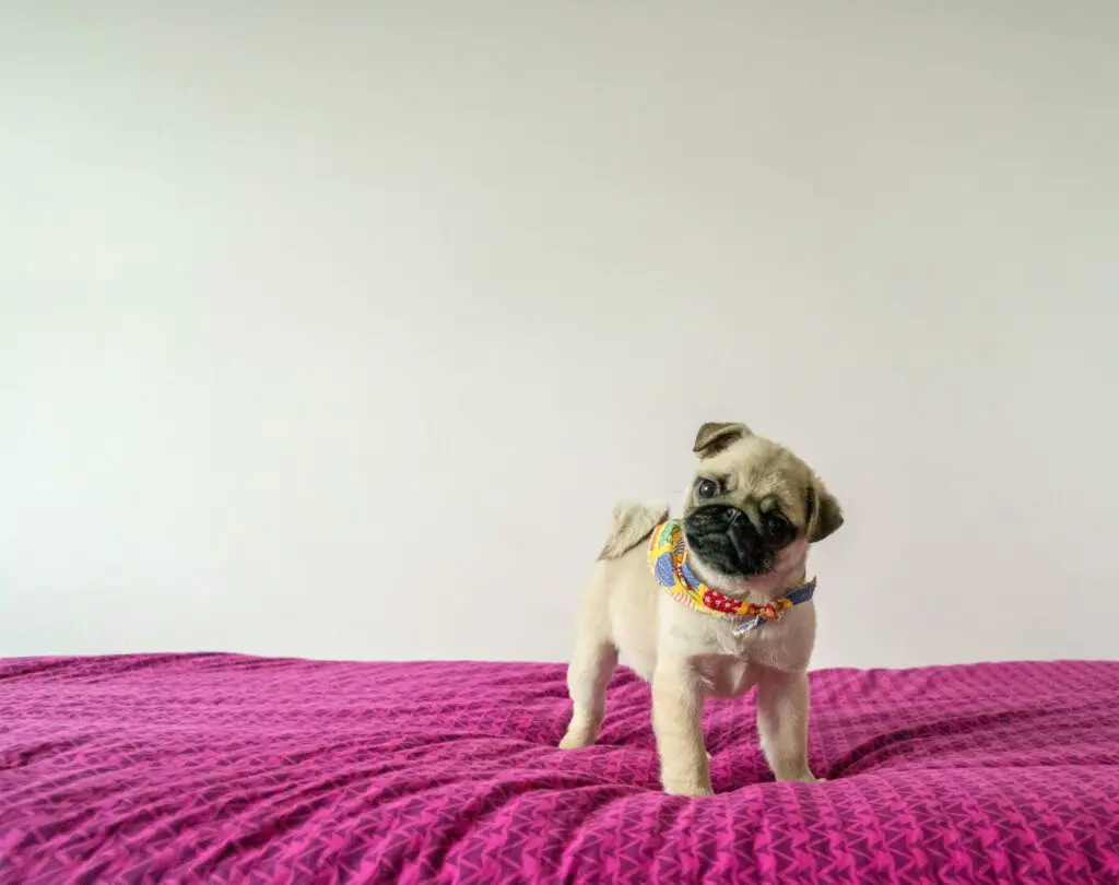 pinho FZAyQs9V2XI unsplash How Much is a Pug Dog? Discover the Price of These Adorable Pets