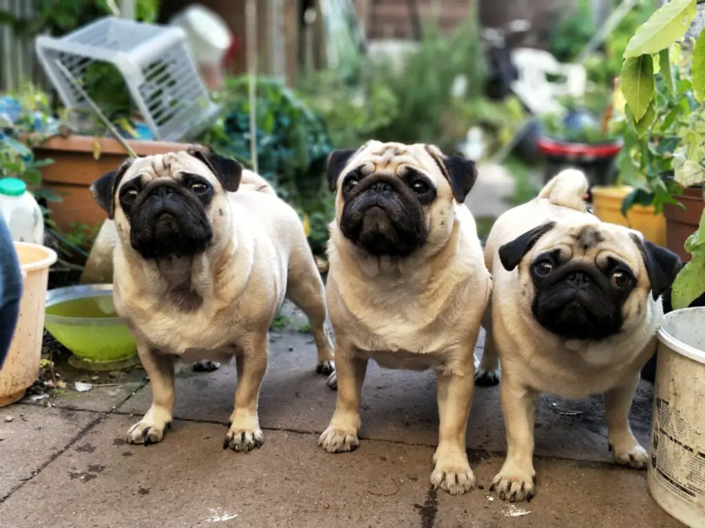 sneaky elbow h00rqvO5A M unsplash How Much is a Pug Dog? Discover the Price of These Adorable Pets