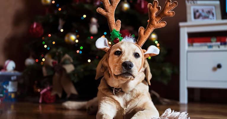 Calming Pet Treats for Dogs