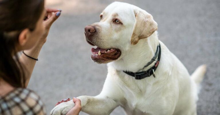 natural Calming Treats For Dogs