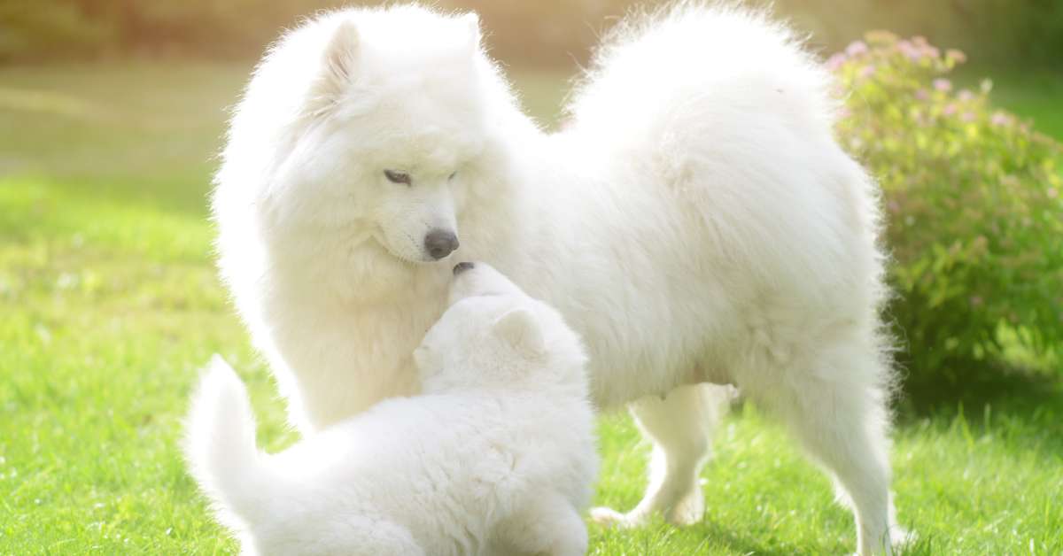 Calming Treats for Hyper Dogs