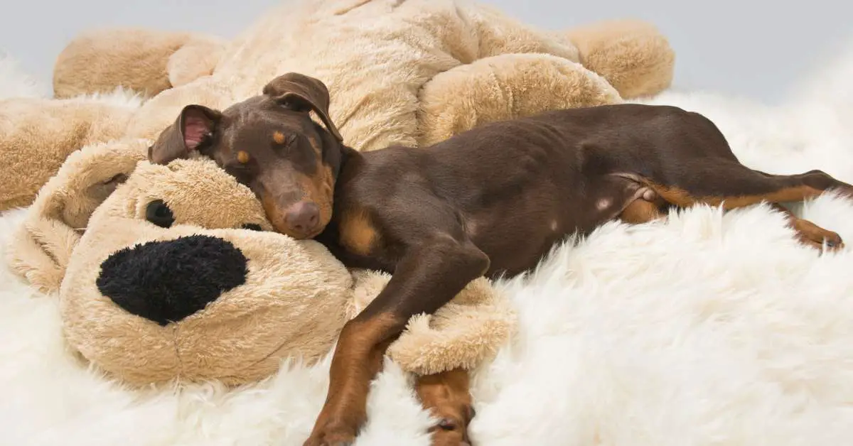 Puppy Breathing Fast While Sleeping